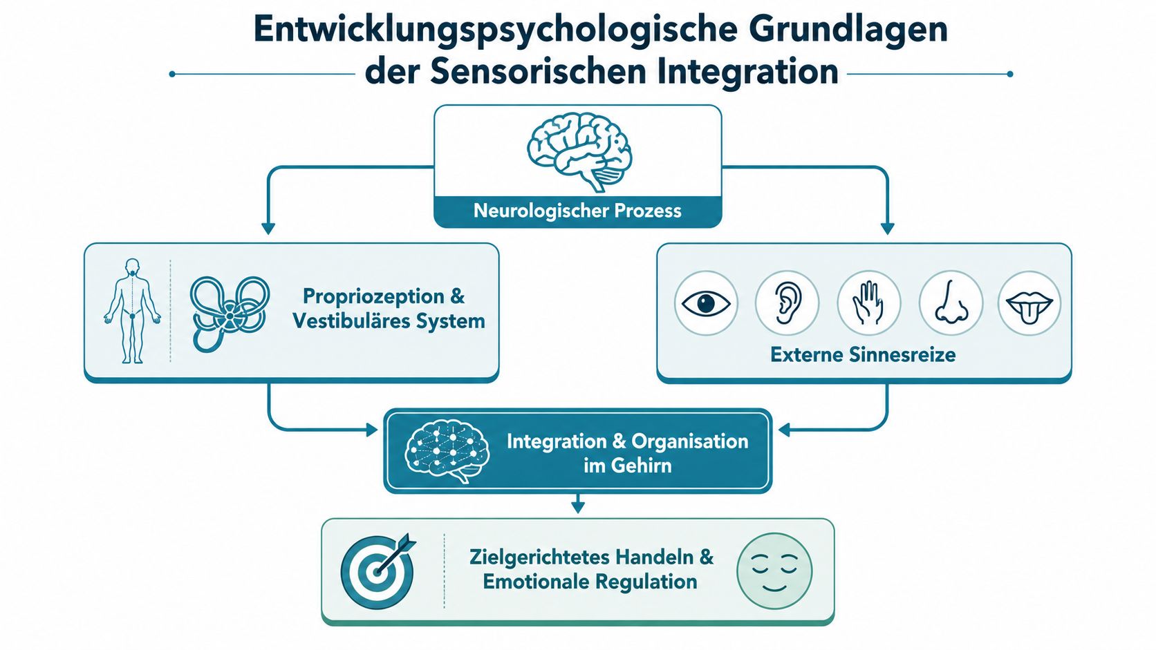 Ein Flussdiagramm, das die entwicklungspsychologischen Grundlagen der sensorischen Integration durch neurologische Prozesse und externe Sinnesreize veranschaulicht.